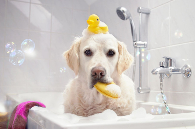 Köpeğinize Banyo Yaptırırken Bilmeniz Gerekenler