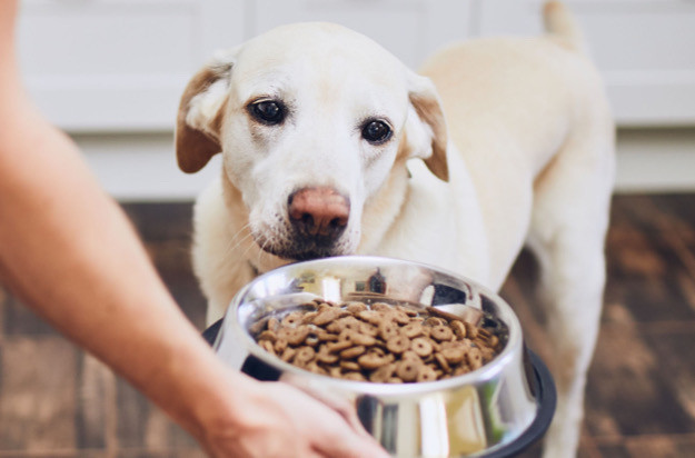 Köpek Mamaları Nasıl Yapılır?