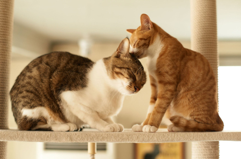 Kediler Birbirine Nasıl Alışır?