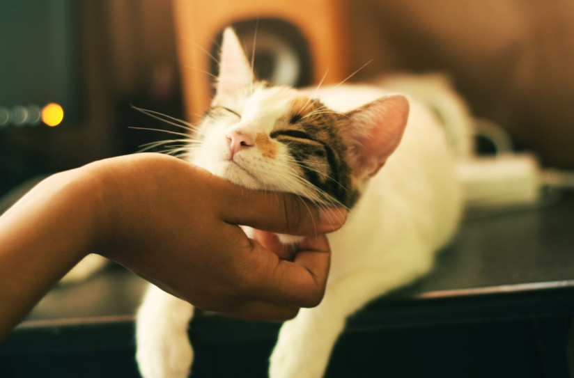 Kedilerin Sizi Sevdiğini Gösteren 10 Davranışı