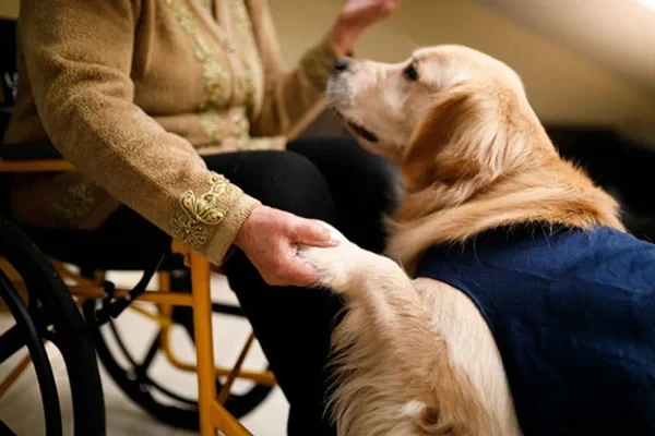 Sevgi ve Şefkat Dolu 5 Terapi Köpeği