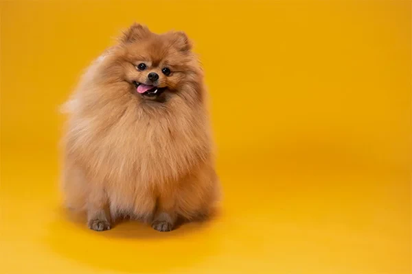 Pomeranian Boo Köpek Cinsi Özellikleri ve Bakımı